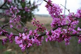 Maybe you would like to learn more about one of these? 2016 Redbud Trees Are Blooming In Hill Country State Natural Area West Of San Antonio Redbud Tree Wild Flowers Landscape