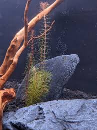 Image result for Rotala tenella