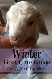 Winter Goat Care Guide For A Healthy Herd Goat Care Raising Goats Goat Farming