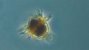 Are plant and animal cells the same? Here S How Plant And Animal Cells Are Different Howstuffworks