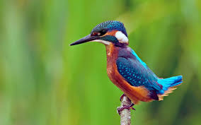 Nourriture et accessoires pour oiseaux. Alcedines Les 1000 Plus Beaux Oiseaux Exotiques Du Monde Photos Et Curiosites