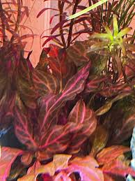 Image result for Rotala capensis