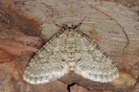 Image result for Trichopteryx