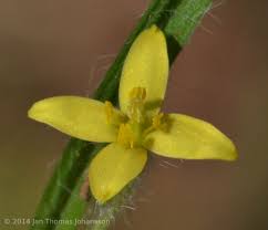 Image result for Hypoxis angustifolia