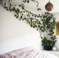 de juiste plek in huis epipremnum drakenklimop kamerplanten planten hangplant