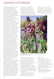 Image result for Eulophia horsfallii