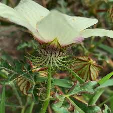 Image result for Hibiscus tridactylites