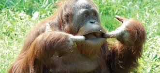 Orangutans are the largest arboreal animals in the world and spend the vast majority of their time in the rainforest canopy. Orangutan Louisville Zoo