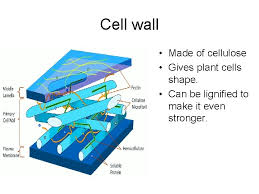 Algae possess cell walls made of glycoproteins and polysaccharides such as carrageenan and agar that are absent from land plants. Cell Structure Revision Animal Plant Animal Cell Plant