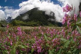 Having said that, you must note that valley of flowers trek is not easy. The Valley Of Flowers In India Essential Travel Guide