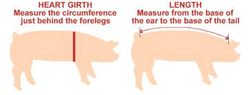 Here is how to measure the girth of your penis: Porkchop S Phat Farm Weight Without Scale