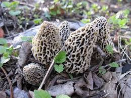 Where to buy fresh morel mushrooms? 12 Tips For Finding More Morel Mushrooms This Spring