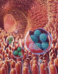 Viruss has a mediocre google pagerank and bad results in terms of yandex topical citation index. Nih Researchers Discover Highly Infectious Vehicle For Transmission Of Viruses Among Humans National Institutes Of Health Nih