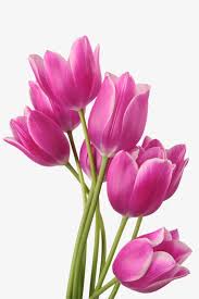 Pink Tulips Tulip Clipart Tulip Flowers Png Transparent Clipart Image And Psd File For Free Download Photoshop Flowers Watercolor Tulips Tulips Art