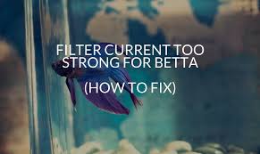 That's what's cool about the kits. Filter Current Too Strong For Betta How To Fix Betta Care Fish Guide