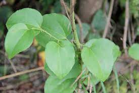 Many farmers and home gardeners have reported damage to vegetable and flower crops after applying horse or livestock manure, compost, hay, or grass clippings to the soil. Weedy Vines Story News Entomology