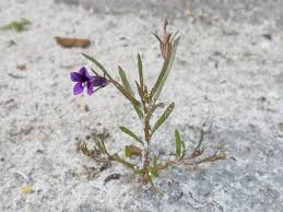 Image result for Monopsis