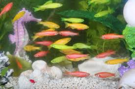 Resultado de imagen para peces de mascota