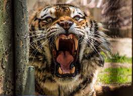 Very Angry Tiger The Beast Angry Tiger Big Cats Art Tiger Drawing