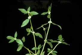 Image result for Mitracarpus