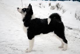 Yakutian Laika Love The Colors Animals Beautiful Dog Breeds Crazy Dog Lady