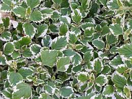 Image result for foto moud Forsterův