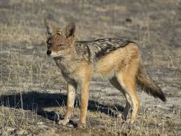 Pin On Animals