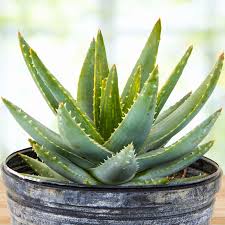 Image result for Aloe wildii