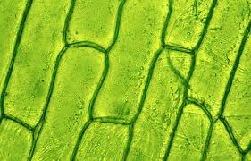 Secondary cellwalls also contain cellulose microfibrils, infilled with polymerized phenolic. Exploring Cell Walls And Plant Protein Regulation With Microscopy