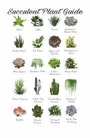 The design of a succulent garden with different types of succulents and cactus is perfect for warm, temperate, and even cold places. Pin By Colleen Morley On Garden Planting Succulents Succulents Succulent Gardening