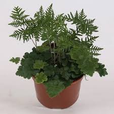 Image result for Asplenium elliottii