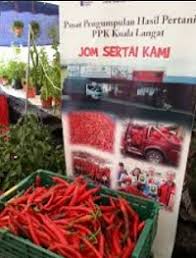 Krim kulit dari kulit delima merah bisa menjaga kulit anda selalu lembab dan tidak kering. Anim Agro Technology Isu Cili Tempatan Dan Cili Import