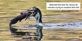 This is birds eating fish by david sellers on vimeo, the home for high quality videos and the people who love them. Fish Eating Birds Images Birds That Eat Fish Videos Funny To Watch Birds