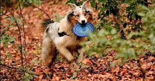 Check out our collie sheltie shepherd selection for the very best in unique or custom, handmade pieces from our shops. Rasseportrait Australian Shepherd Alles Zum Aussie