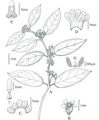 Image result for Marsdenia dregea