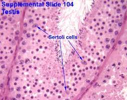 Maybe you would like to learn more about one of these? Male Reproductive