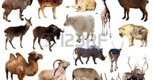 Set Of Artiodactyla Mammal Animals Fifteen Different Animals Animals Artiodactyla Mammals