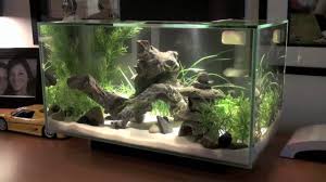 Maybe you would like to learn more about one of these? Fluval Edge Fish Tank Hd Youtube