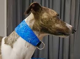 If you are interested in fostering a greyhound please read more on this page. Dog Harnesses And Collars Eynesbury Vic Dog Harness Whippet Greyhound