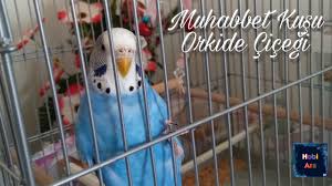 Muhabbet Kusu Ve Orkide Cicegi Evde Iki Canli Youtube
