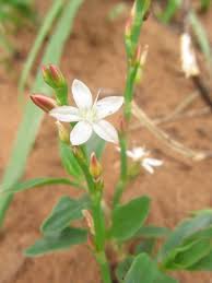 Image result for Oxygonum