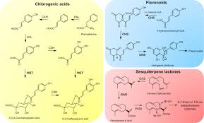 The different type of genes within the cell population can be screened by selecting cell lines capable of accumulating higher level of metabolites. Metabolomic And Gene Expression Approaches Reveal The Developmental And Environmental Regulation Of The Secondary Metabolism Of Yacon Smallanthus Sonchifolius Asteraceae Scientific Reports