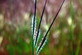 Image result for Heteropogon contortus
