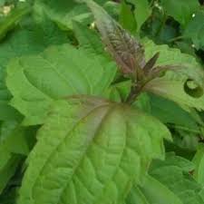 Check spelling or type a new query. Daun Balakacida Segar 5 Lembar Daun Balakacida Kista Kangker Serviks Jantung Maag Akut Shopee Indonesia