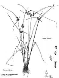 Image result for Cyperus difformis
