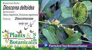 Dioscorea Deltoidea Common Name Nepal Yam Hindi Shingli Mingli Persian تمیس سرده Arabic خيرون Pashto Kenas Plant Benefits Common Names Yams