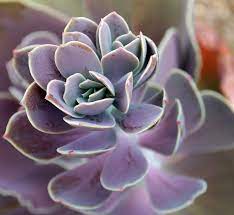 Everything you need to know. Hybrids Cross Breeding