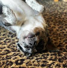 Our Fruit Bat, Huckleberry