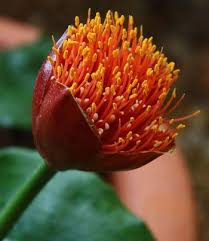 Image result for Scadoxus