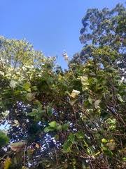 Image result for Eriosema tisserantii